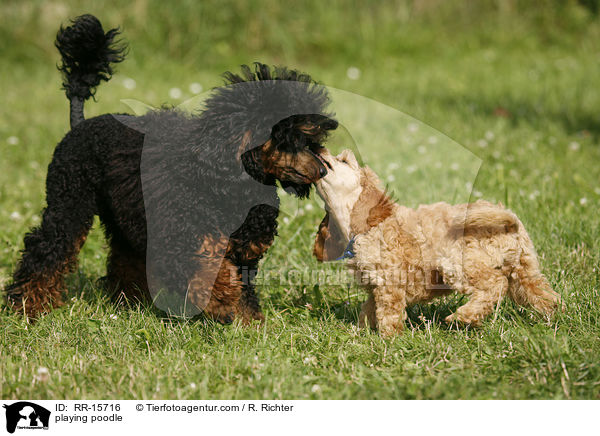 spielende Pudel / playing poodle / RR-15716