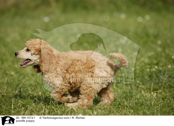 Pudel Welpe / poodle puppy / RR-15721