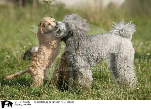 spielende Pudel / playing poodle / RR-15723