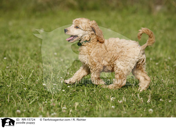 Pudel Welpe / poodle puppy / RR-15724