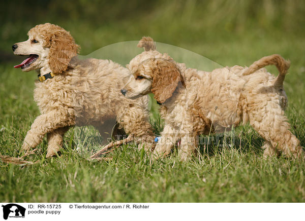 Pudel Welpe / poodle puppy / RR-15725