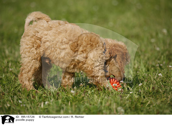 Pudel Welpe / poodle puppy / RR-15726