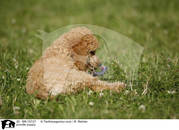 Pudel Welpe / poodle puppy / RR-15727