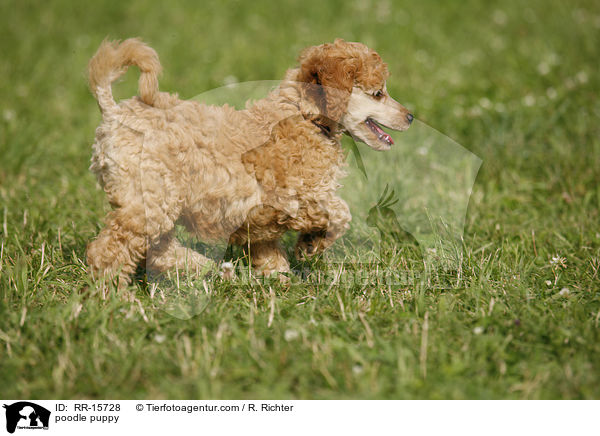 Pudel Welpe / poodle puppy / RR-15728