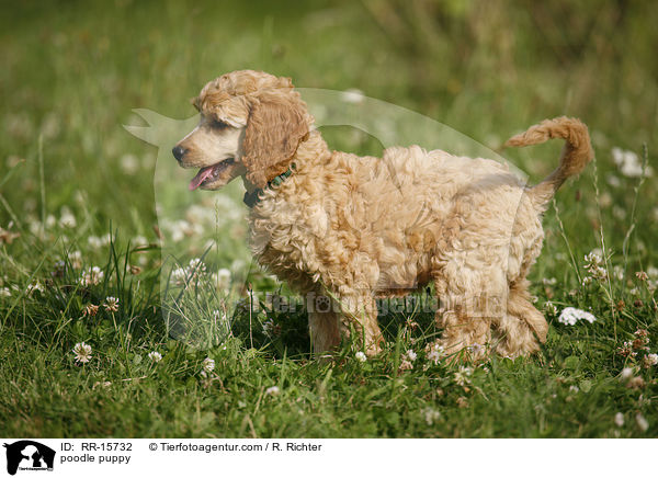 Pudel Welpe / poodle puppy / RR-15732