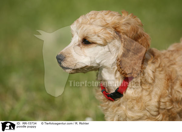 Pudel Welpe / poodle puppy / RR-15734