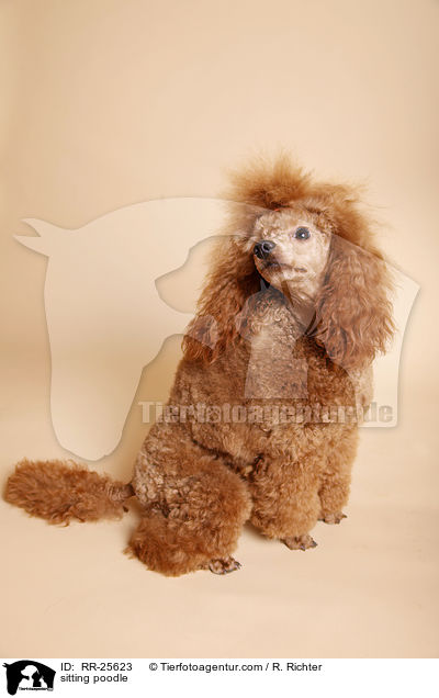 sitting poodle / RR-25623