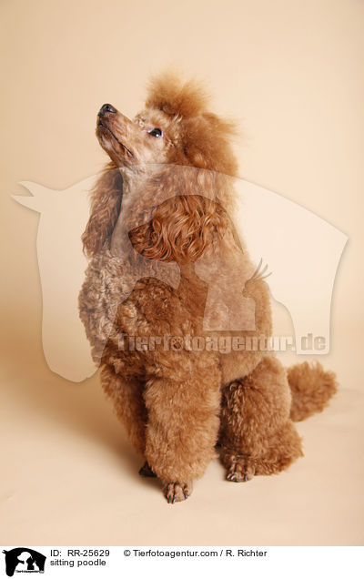 sitting poodle / RR-25629