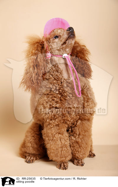 sitting poodle / RR-25635