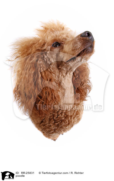 Pudel / poodle / RR-25831