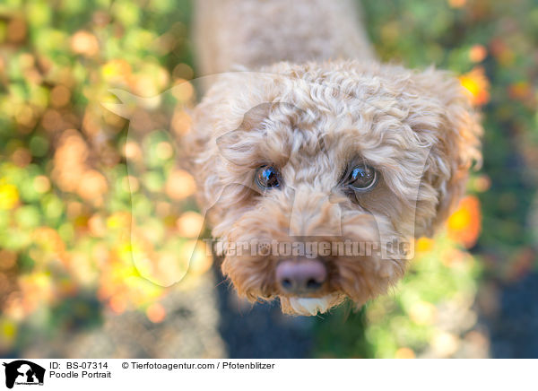 Pudel Portrait / Poodle Portrait / BS-07314
