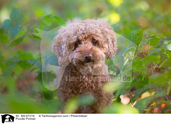 Pudel Portrait / Poodle Portrait / BS-07319