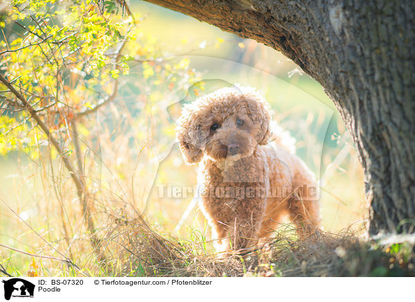 Pudel / Poodle / BS-07320