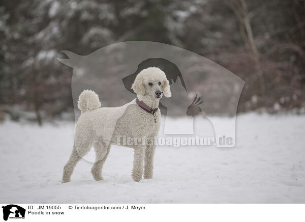 Poodle in snow / JM-19055