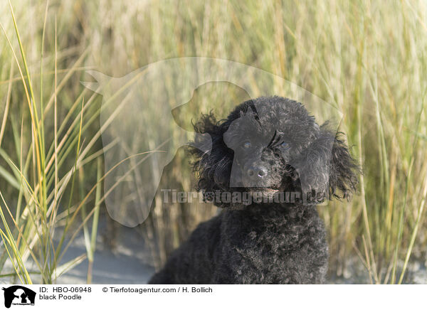 schwarzer Pudel / black Poodle / HBO-06948