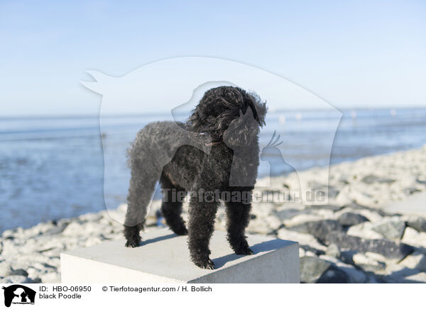 schwarzer Pudel / black Poodle / HBO-06950