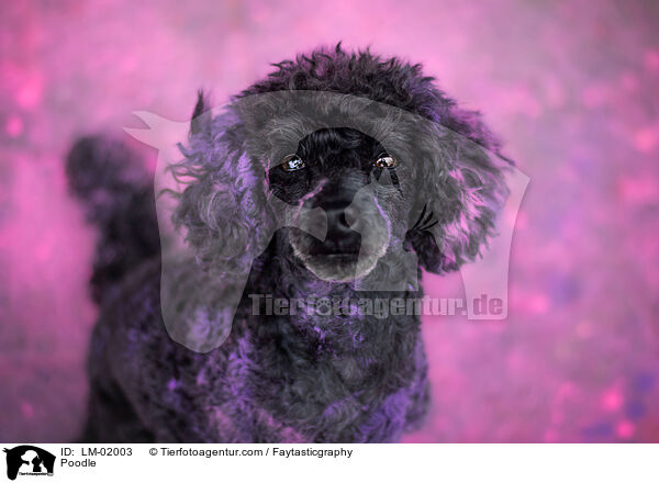 Pudel / Poodle / LM-02003