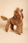 standing poodle