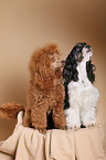 American Cocker Spaniel and poodle