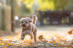 running Poodle