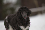 Poodle Puppy