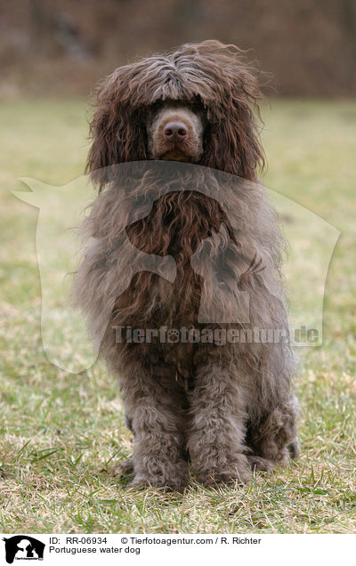 Portugiesischer Wasserhund / Portuguese water dog / RR-06934