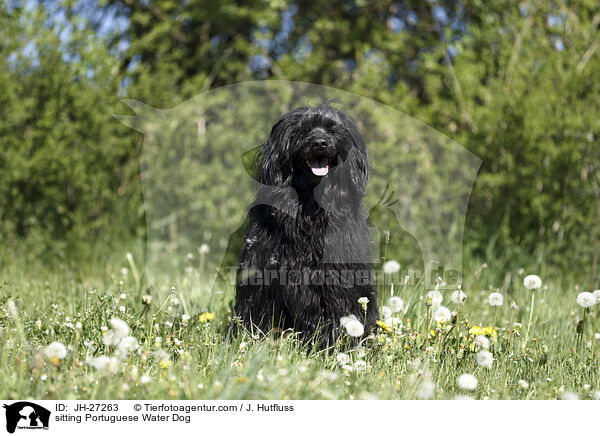 sitzender Portugiesischer Wasserhund / sitting Portuguese Water Dog / JH-27263