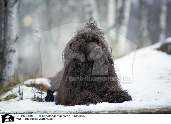 liegender Portugiesischer Wasserhund / lying Portuguese Water Dog / PK-01083