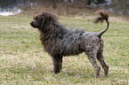 Portuguese water dog