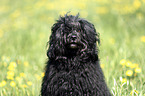 Portuguese Water Dog Portrait