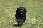 Portuguese Water Dog