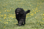 Portuguese Water Dog