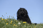 sitting Portuguese Water Dog