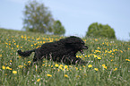 Portuguese Water Dog