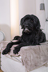 portuguese water dog