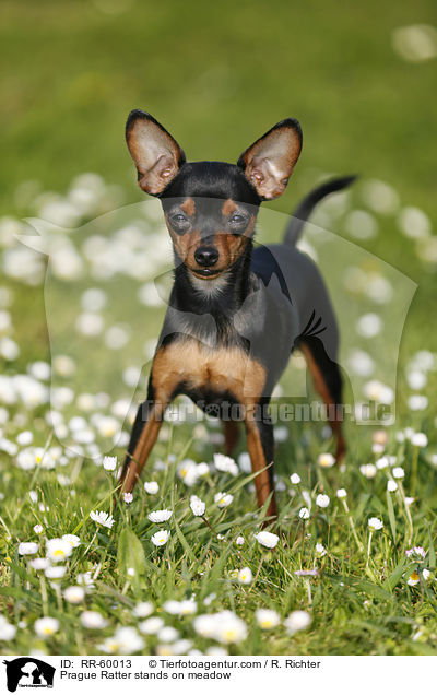 Prager Rattler steht auf Blumenwiese / Prague Ratter stands on meadow / RR-60013