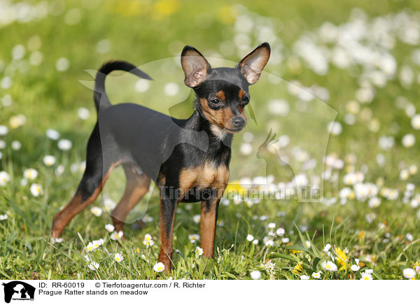 Prager Rattler steht auf Blumenwiese / Prague Ratter stands on meadow / RR-60019