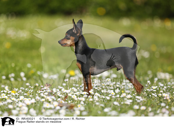 Prager Rattler steht auf Blumenwiese / Prague Ratter stands on meadow / RR-60021