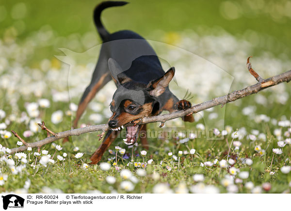 Prager Rattler spielt mit Stckchen / Prague Ratter plays with stick / RR-60024