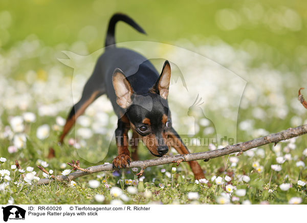 Prager Rattler spielt mit Stckchen / Prague Ratter plays with stick / RR-60026