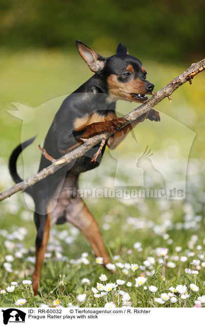 Prager Rattler spielt mit Stckchen / Prague Ratter plays with stick / RR-60032