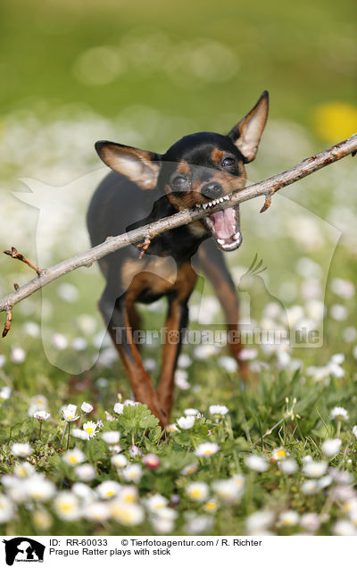 Prager Rattler spielt mit Stckchen / Prague Ratter plays with stick / RR-60033