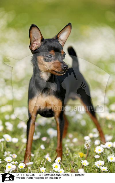 Prager Rattler steht auf Blumenwiese / Prague Ratter stands on meadow / RR-60035