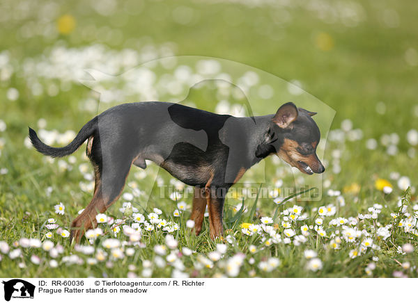 Prager Rattler steht auf Blumenwiese / Prague Ratter stands on meadow / RR-60036