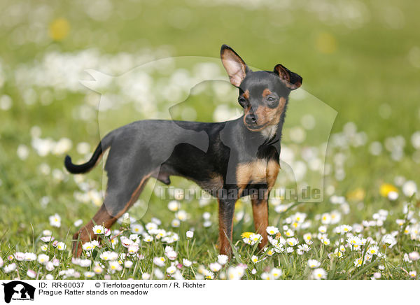 Prager Rattler steht auf Blumenwiese / Prague Ratter stands on meadow / RR-60037