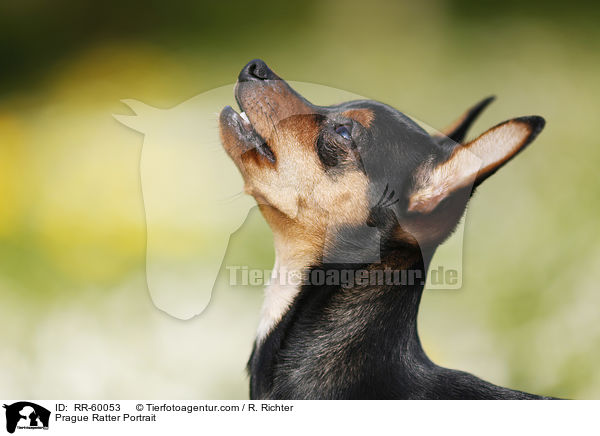 Prager Rattler Portrait / Prague Ratter Portrait / RR-60053