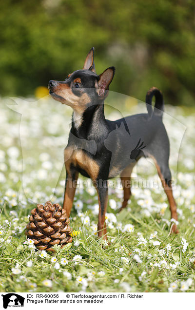 Prager Rattler steht auf Blumenwiese / Prague Ratter stands on meadow / RR-60056