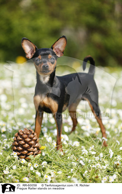 Prager Rattler steht auf Blumenwiese / Prague Ratter stands on meadow / RR-60058