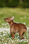 Prague Ratter stands on meadow