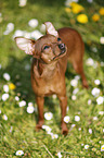 Prague Ratter stands on meadow